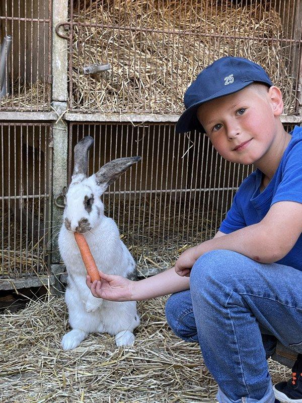 Lapins et ânes
