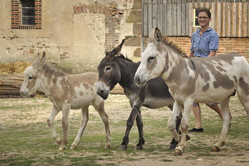 Âne et poney
