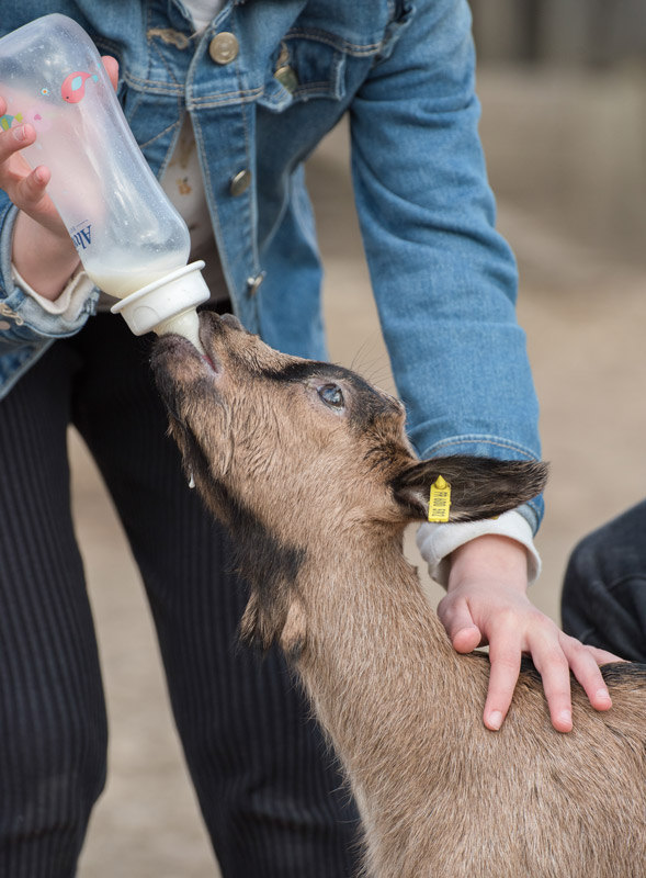 ferme du chateau de saint fargeau biberon biquette