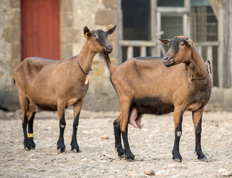 ferme du chateau de saint fargeau biquettes