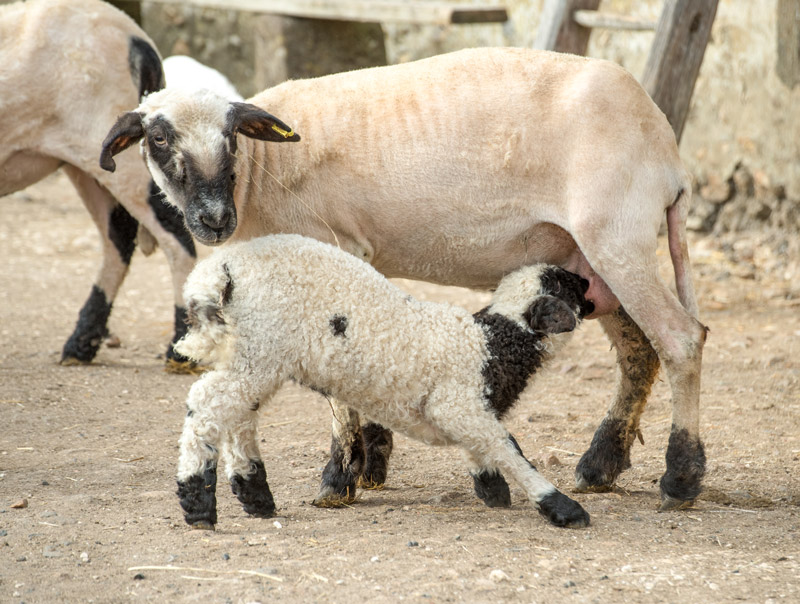 ferme du chateau de saint fargeau chevre