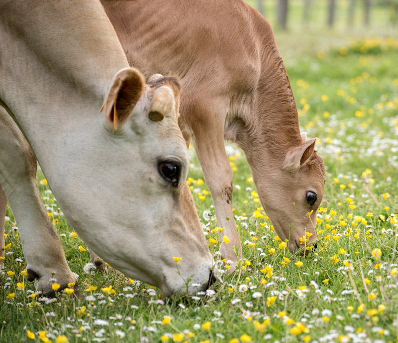 ferme du chateau de saint fargeau vaches et veaux